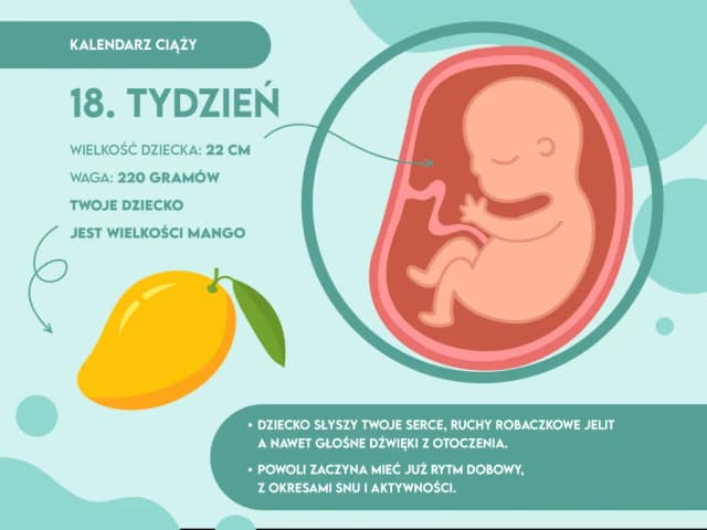 18 tydzień ciąży: jak wygląda dziecko i co warto wiedzieć o jego rozwoju
